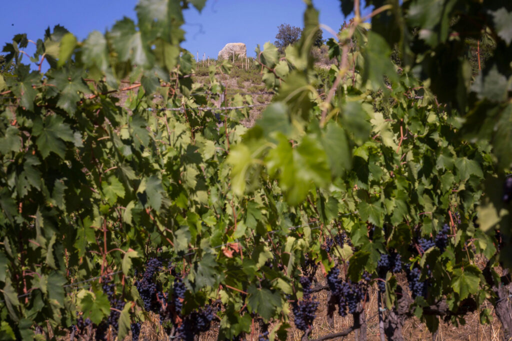 degustazione-valdorcia-terre-senesi1-1