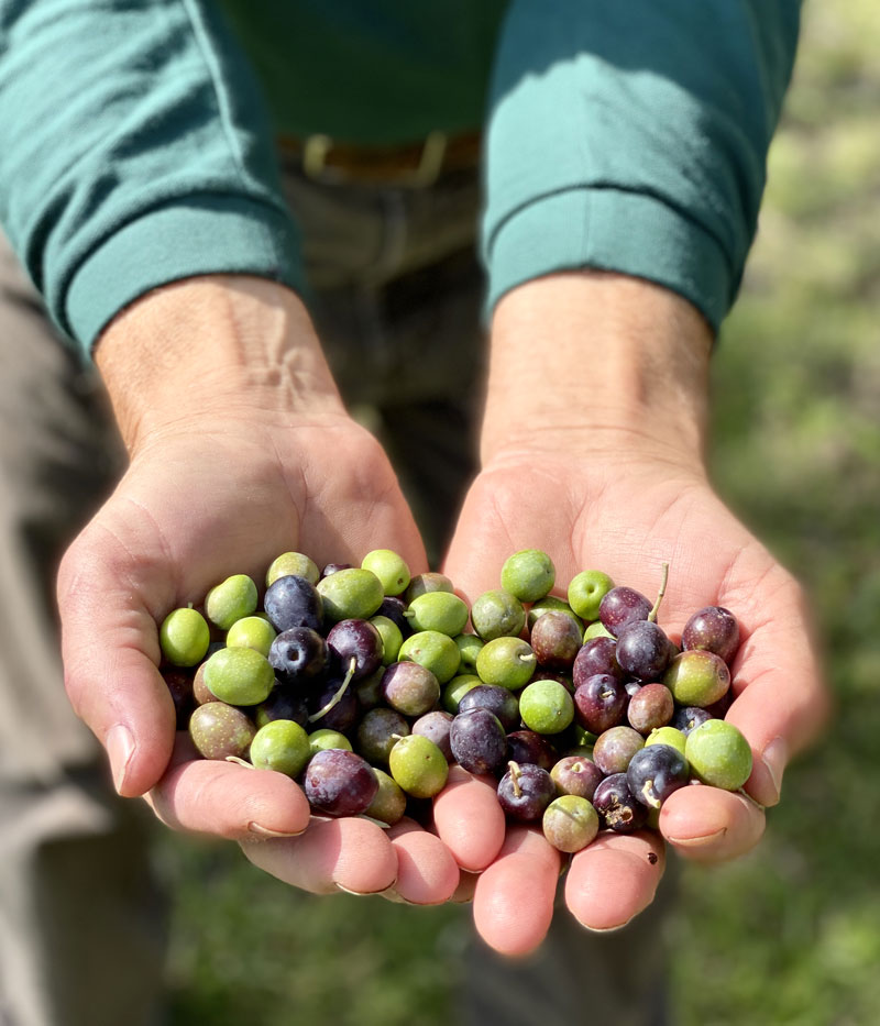 Valdorcia-Siena Region-Vineyards-Olive Groves2