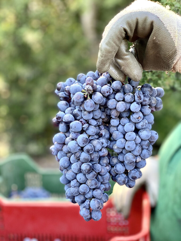 vigneti-valdorcia-terre-senesi