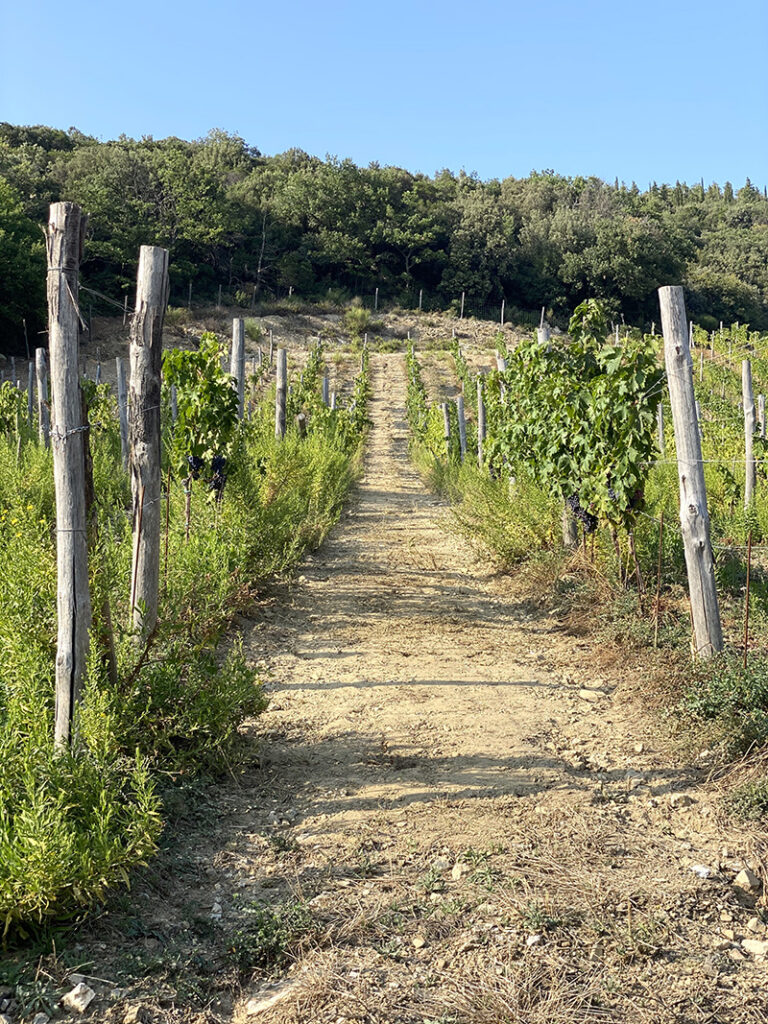 vigneti-valdorcia-terre-senesi1
