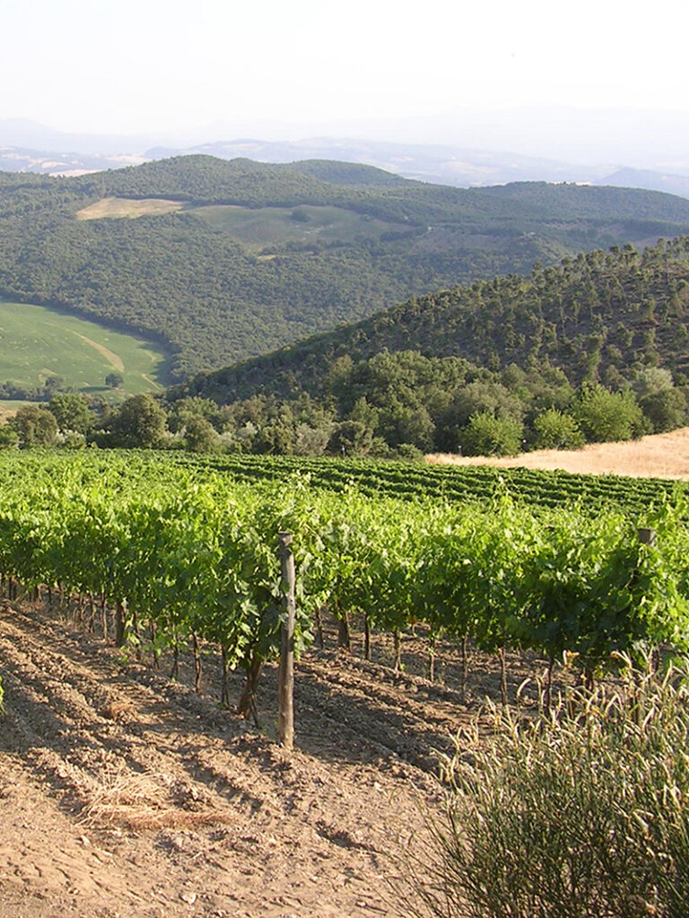 vigneti-valdorcia-terre-senesi2-1